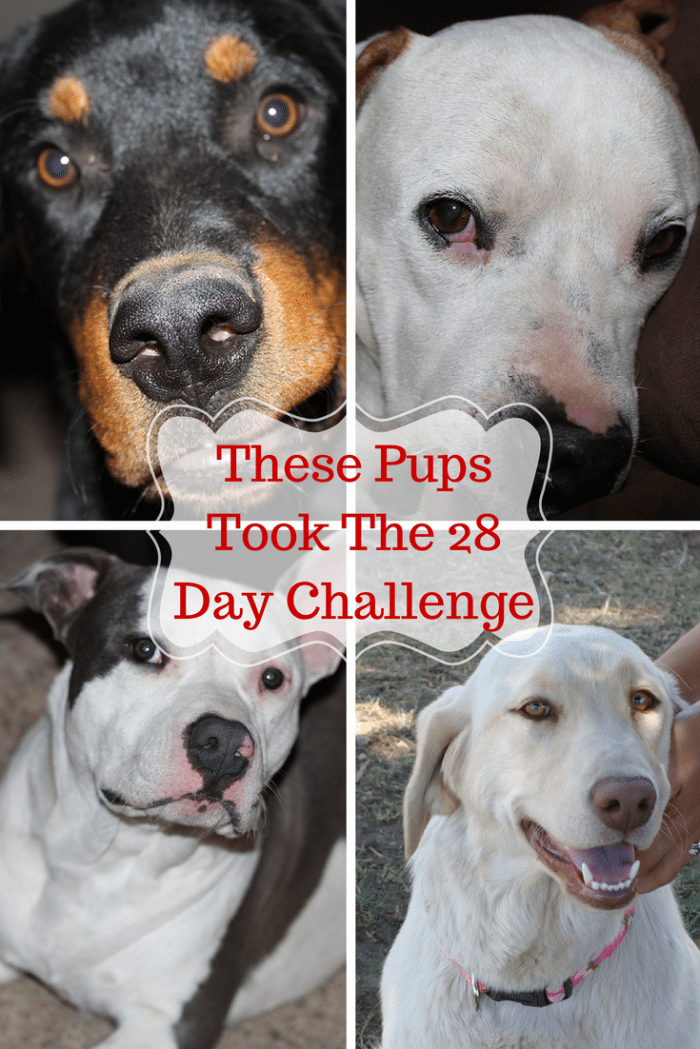 Six Reasons My Dogs Did The Skittles Bright Eyes after taking the Purina ONE® 28-Day Challenge