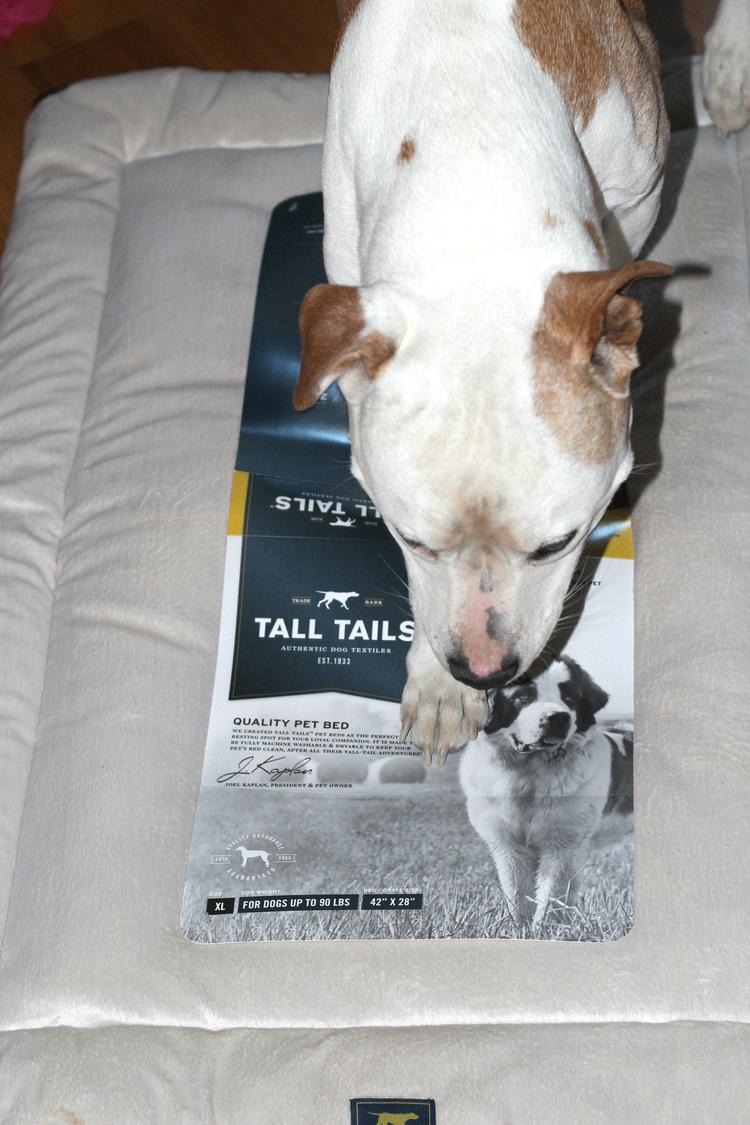 6 Things To Consider Before Choosing A Dog Bed