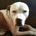 Take Care of Your Fur Babies With Lots of TLC & Great Foods Like Purina Beyond
